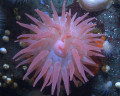 Rose Anemone