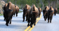 Blocking the Road