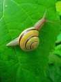 Snail