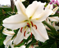 White Lily