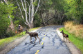 Deer Crossing