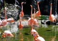 Flamingos