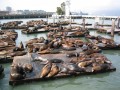 Sea Lions at Fisherman's Wharf