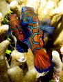 Mandarin Fish