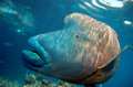 Humphead Wrasse, Great Barrier Reef