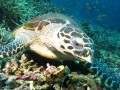 Hawksbill Sea Turtle