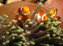 Anemonefish