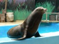 Sea Lion