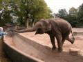 Balancing Elephant