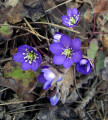 Wild Flowers Already Blooming