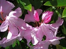 Rhododendron