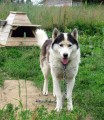 Husky Farm