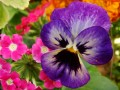 Pansy