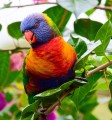 Rainbow Lorikeet
