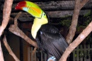 Toucan