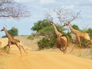 Tsavo East National Park