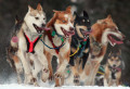 Iditarod Ceremonial Start, Anchorage, Alaska