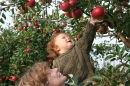 Apple Picking