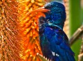 Green Wood-hoopoe