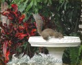 Squirrel Quenching His Thirst