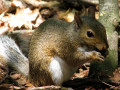 Gray Squirrel