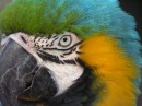 Blue-and-yellow Macaw