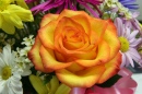 Orange Rose