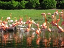 Flamingos