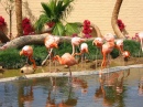 Flamingo Island