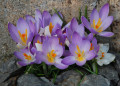 February Crocus