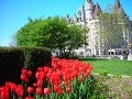 Tulips in Ottawa