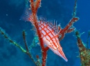 Longnose Hawkfish