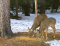 Hungry Deer