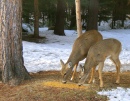 Hungry Deer