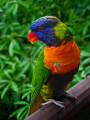 Rainbow Lorikeet