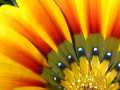 Quarter Gazania