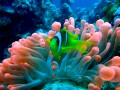 Red Sea Anemonefish