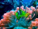 Red Sea Anemonefish