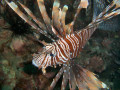 Lionfish, Thailand