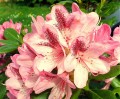 Rhododendron