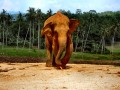 Elephant Orphanage in Pinnawala