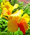 Canna - Yellow/Red Flower