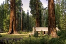 Giant Sequoias