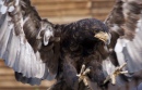 Bateleur Eagle