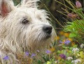 Scruffy Westie