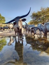 Longhorns