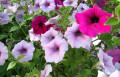 Petunias