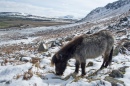 Shetland Pony