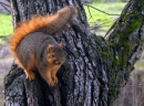 Curious Squirrel