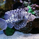 Lionfish